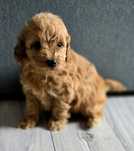 Karmelowa suczka maltipoo