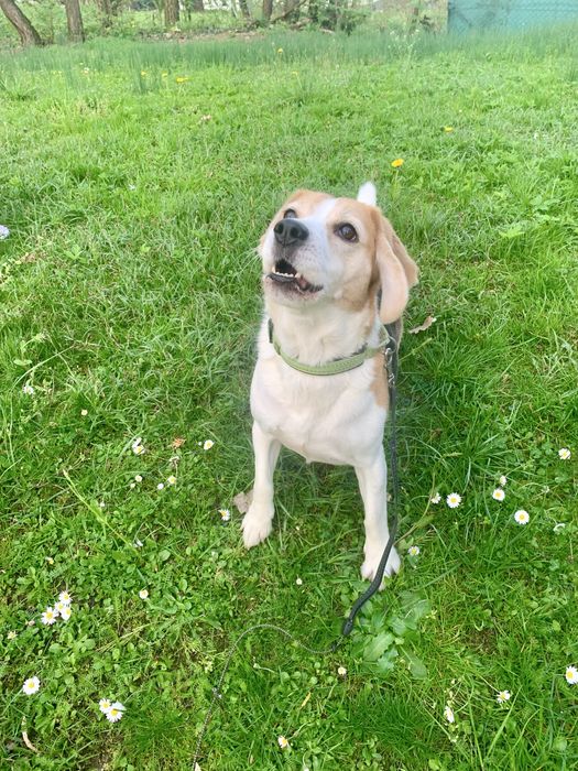 Oddam psa - suczka w typie rasy Beagle