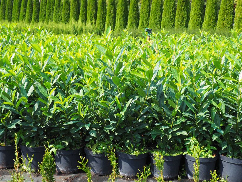 Laurowiśnia rozkrzewiona doniczka 5litrów