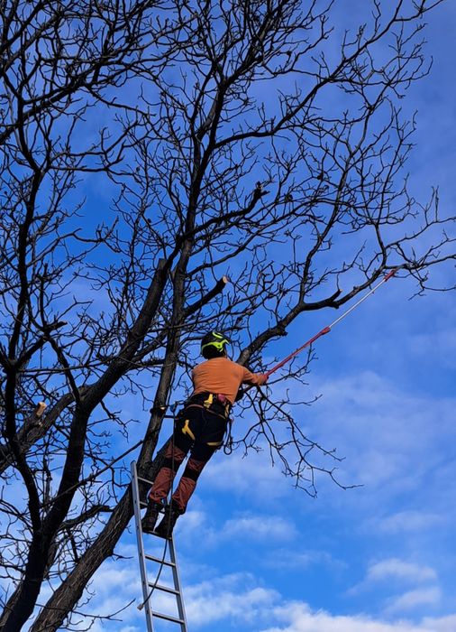 Alpinistyczna wycinka i pielęgnacja drzew, cały rok. Mielenie gałęzi.