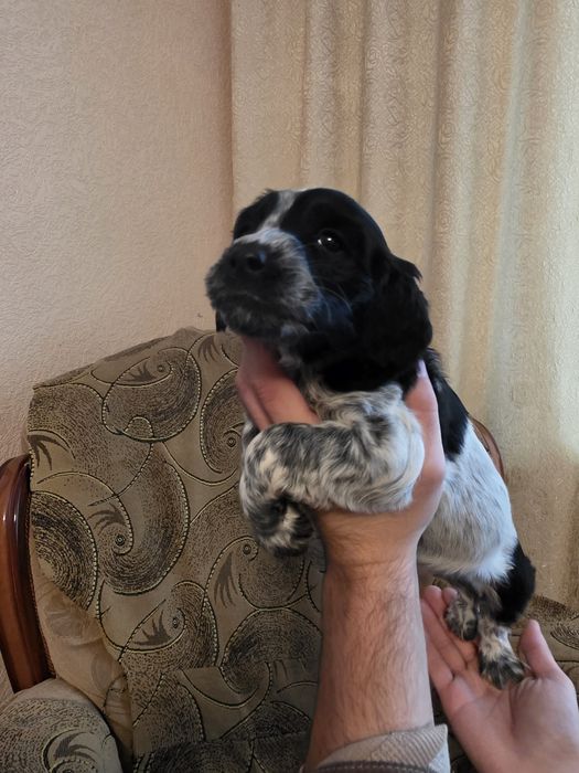 Спаніель російський мисливський