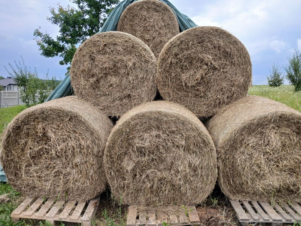 Siano suche sianokiszonka słoma