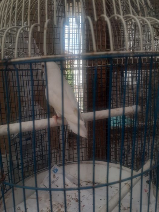 Agapornis opalinos lutinos e1branco lutino(Machos) Com Certif. Sexagem