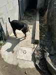 Cabrito macho com 3 meses