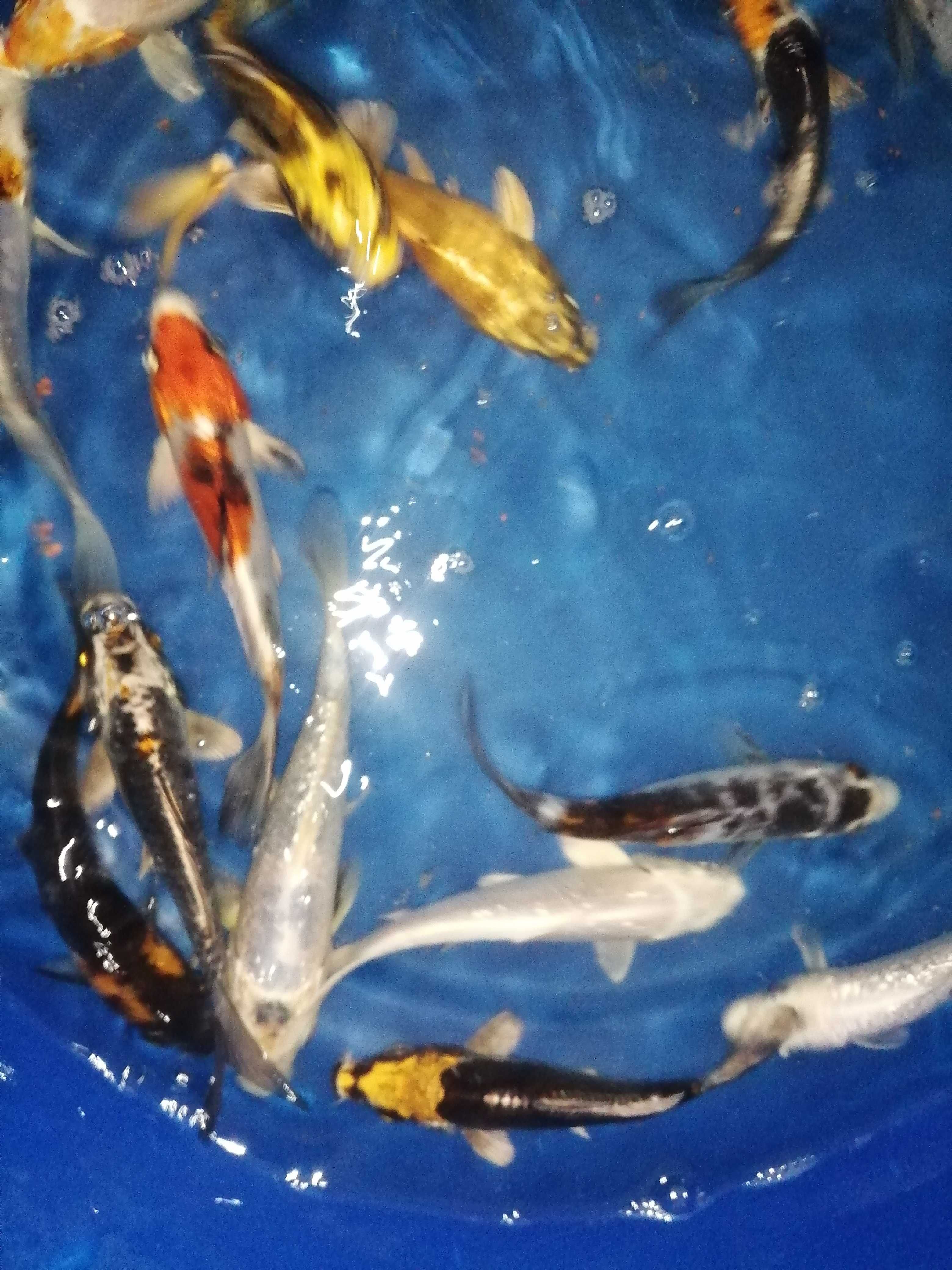 Carpas koi 12 a 15cm