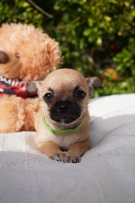 Chihuahua macho mini