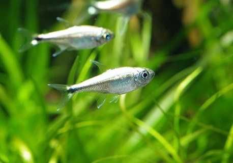 Zwinnik Armstronga - Hemigrammus armstrongi - dowóz, wysyłka