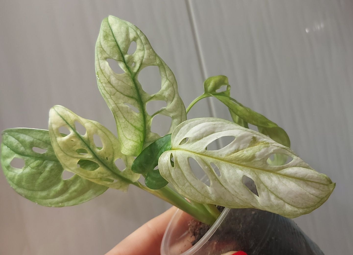 Монстера Adansonii variegated