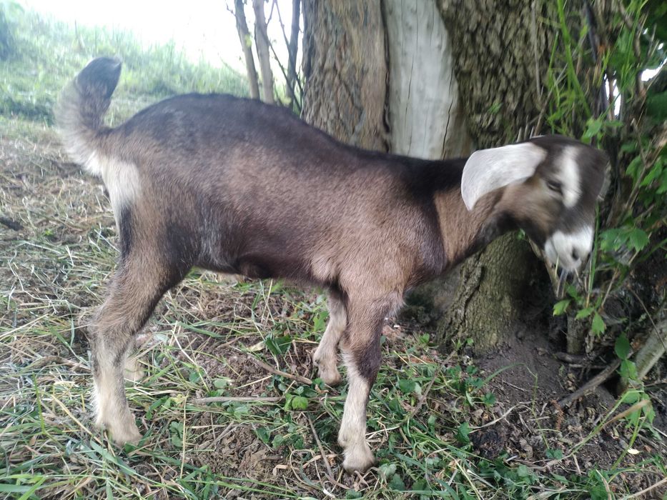Породистий заано-нубійський козлик