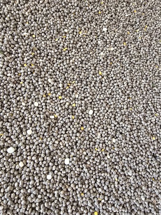 Łubin gorzki wąskolistny ekologiczny