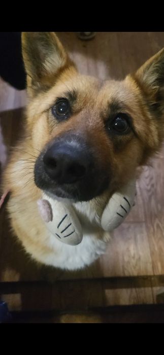 Відам собаку в хорощі руки.