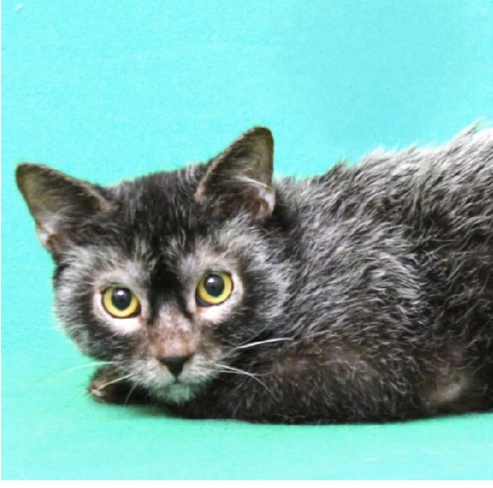 Ликой от 1,5 года и старше