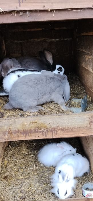Klatki + 24króliki+ 3 mioty