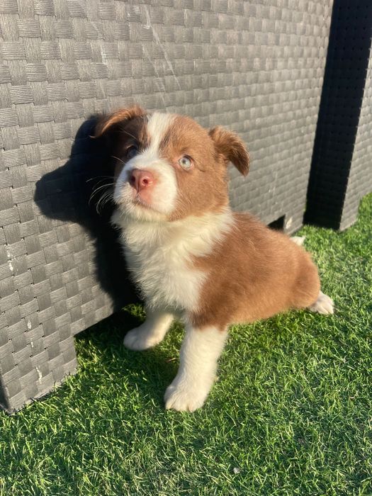 Border collie 2 meses