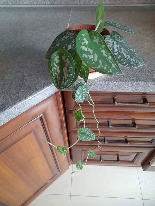 Skretniki,Monstera Monkey Mask,scindapsus,Epipremnum,trzykrotka, sanse