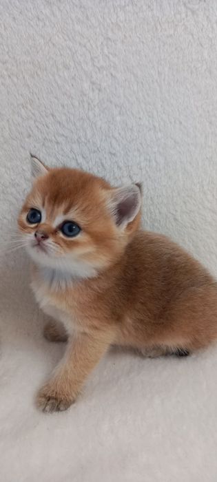 Шотландские котята .Золотая тикированная шиншилла ny 25..