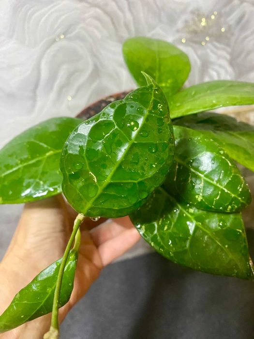 Hoya  Verticcillata Wayang Splash ( Хойя Вертикулата Ваянг Сплеш )