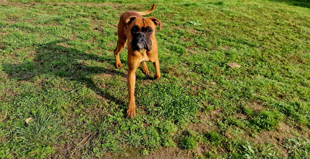 Roczny bokser łagodny