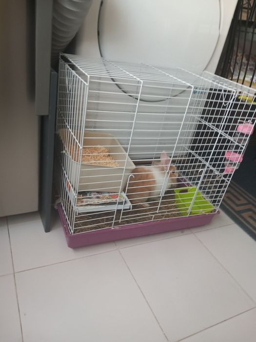 Vendo coelhinha ana com 3 para 4 meses com gaiola