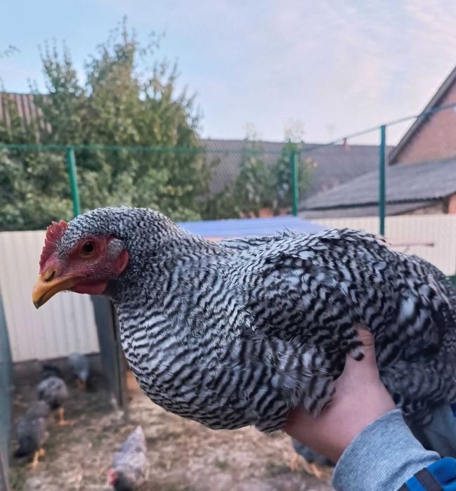 Кури породи амрокс