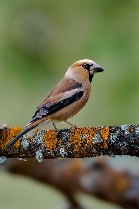 Nikkor 200–500mm f/5.6E ED VR