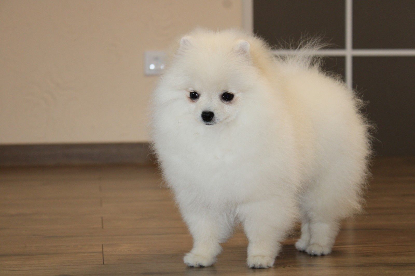 Pomeranian female FCI/КСУ kennel Померанський шпіц дівчинка крем