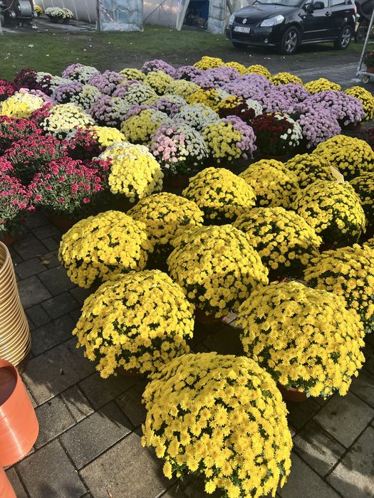 Chryzantemy drobnokwiatowe DETAL chryzantema doniczkowa różne kolory