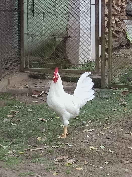 Kogut. Kogut Leghorn