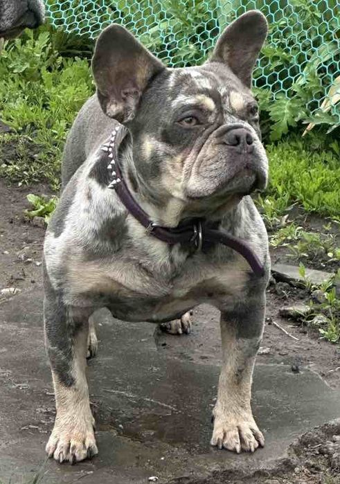 В'язка французьких бульдогів