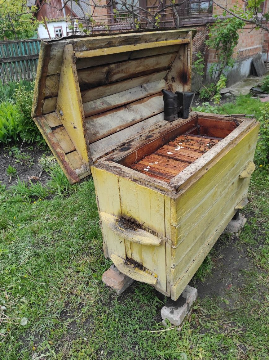 Продаю бджоли три сім'ї вулики теплі пасіка пчелы улей