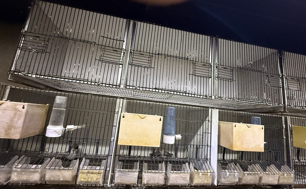 Periquitos mandarins  e gaiolas