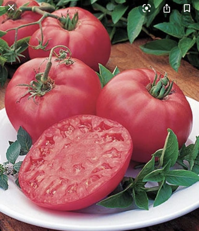 Pomidor malinowy ożarowski sadzonki