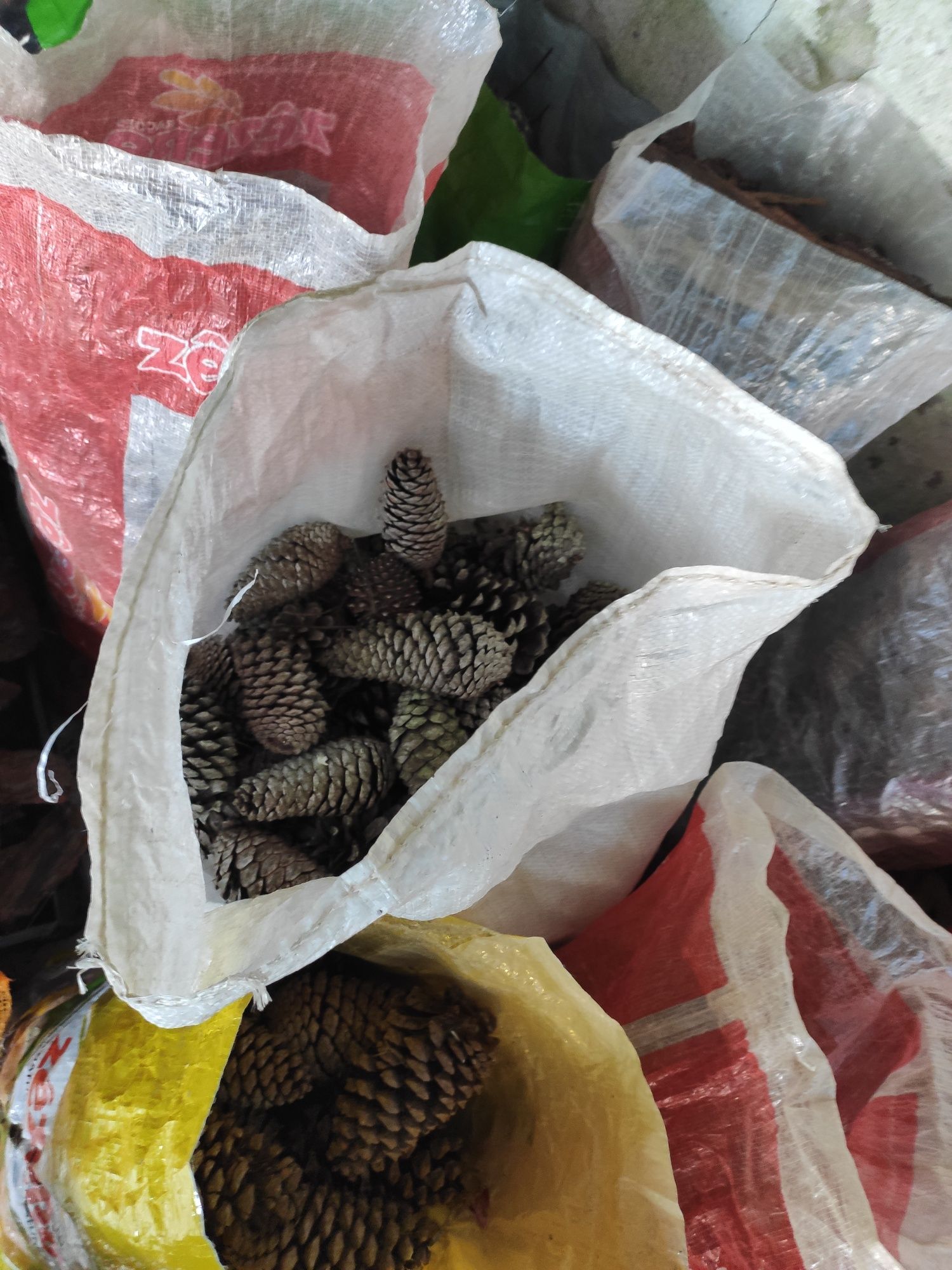 Pinhas boas para lareira/salamandra (Pine cones)