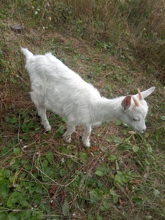 Продам  козлят, выкормлены на молоке!