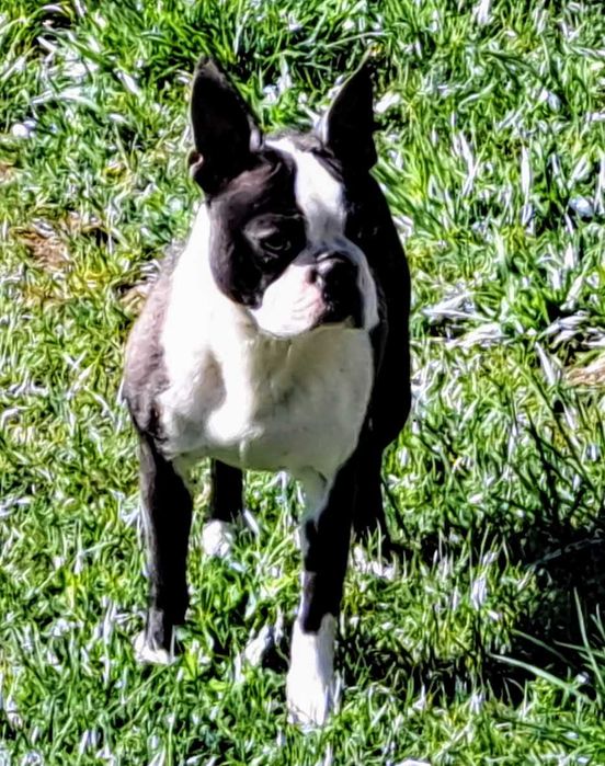 Boston terrier, szczenię, metryka ZKwP - zapowiedź