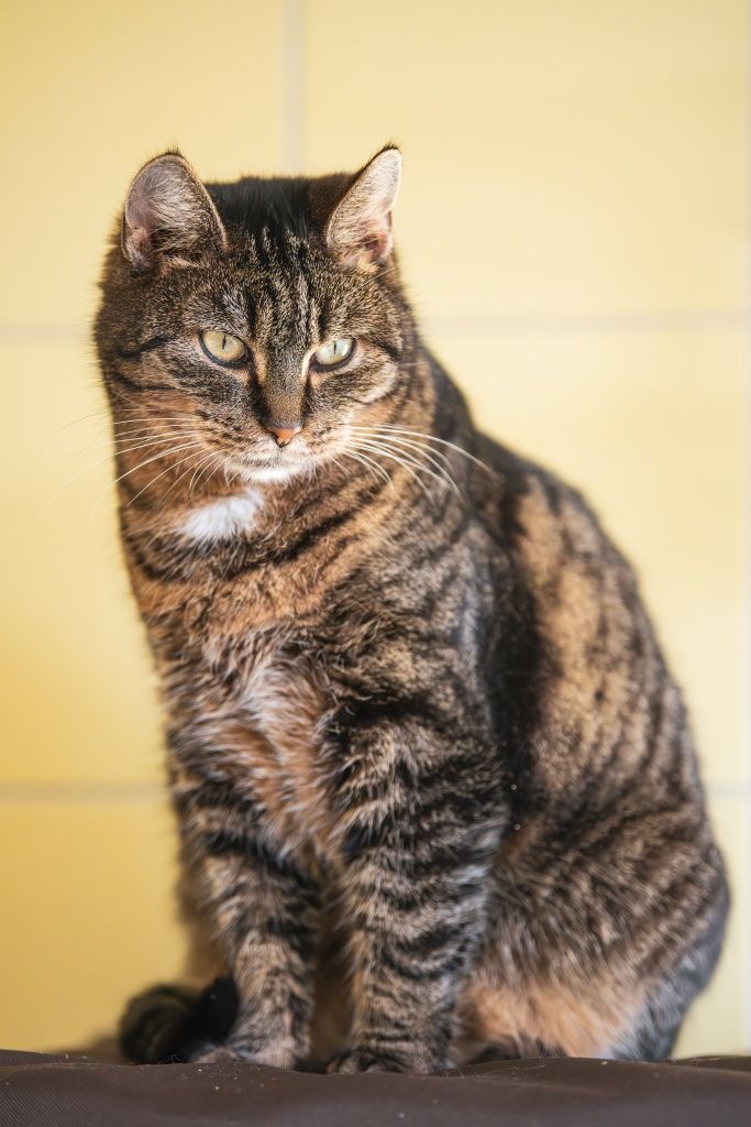Kotka Mysza do adopcji od 3lat!