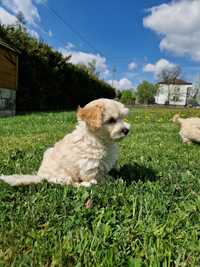 Piękne Maltipoo już gotowe na nowy dom