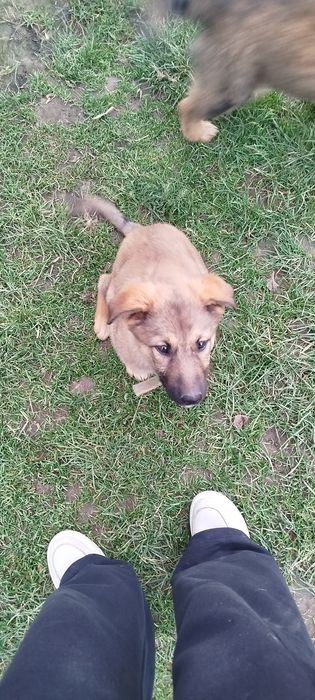 Віддам в добрі руки