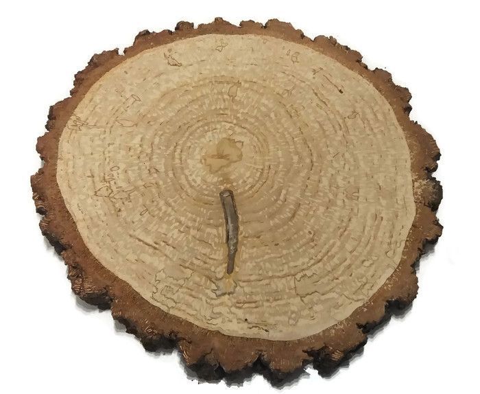 Plaster drewna krążki brzoza 17-20cm szlifowane