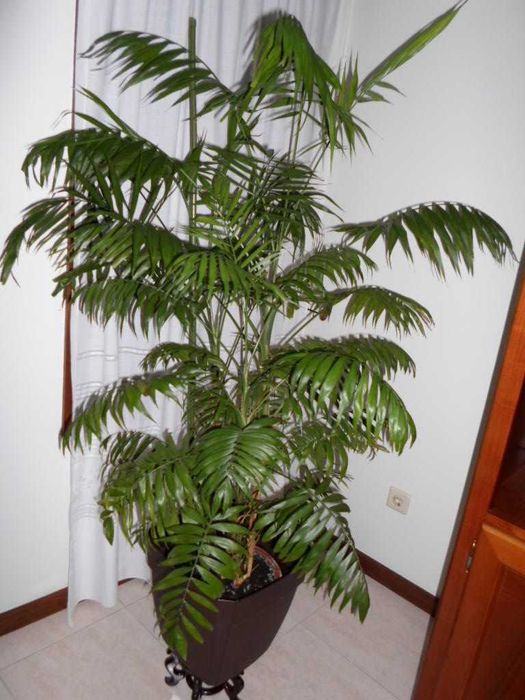 Câmara fotográfica ST-70 a funcionar m. bem