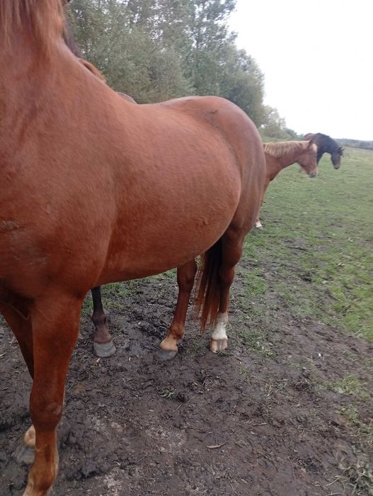 Продам молоду кобилу