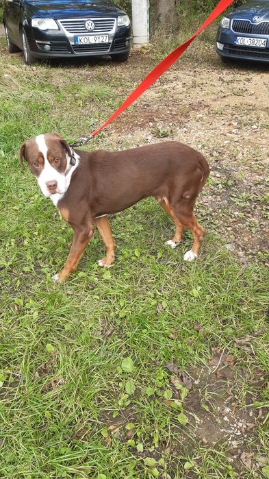 Śliczny młody piesek Dexter do adopcji ze schroniska.