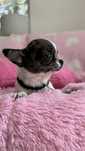 Chihuahua Piesek z Rodowodem*Tricolor* Impuls *Mini*