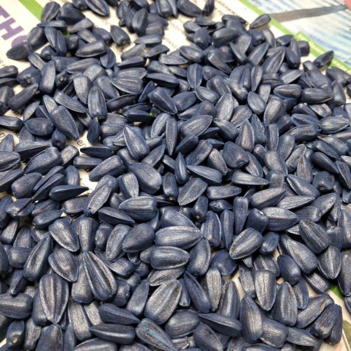 Насіння соняшника Піонер П64ЛЕ99 під Гранстар