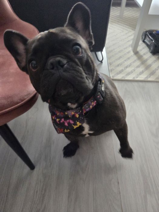 Oddam Buldog Francuski