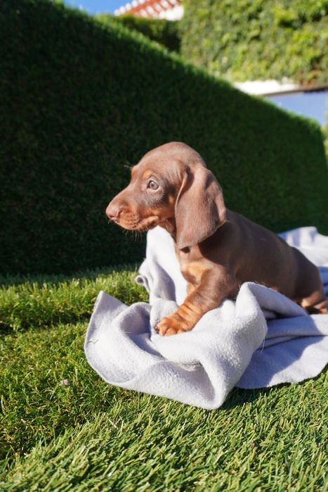 Teckel chocolate mini. Qualidade de top