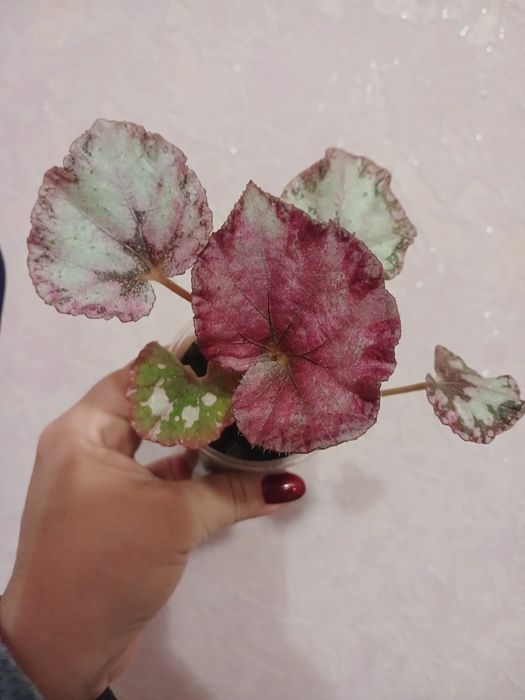 Бегонія декоративно-листяна