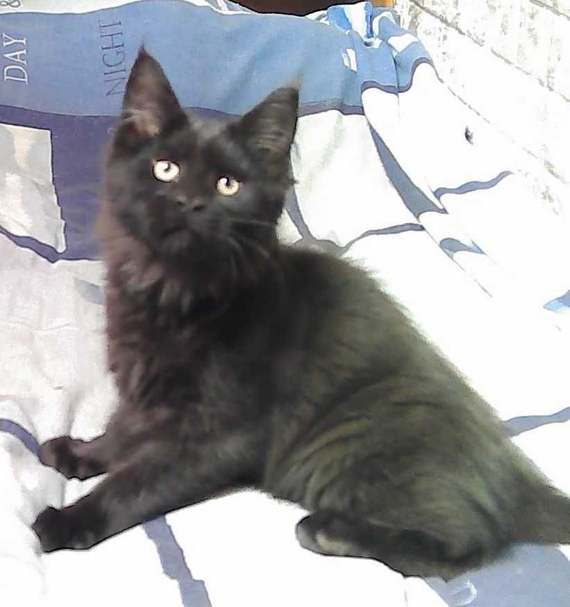 Котенок мейн-кун мейн кун (мальчик) в ЧЕРНОМ окрасе 3 месяца
