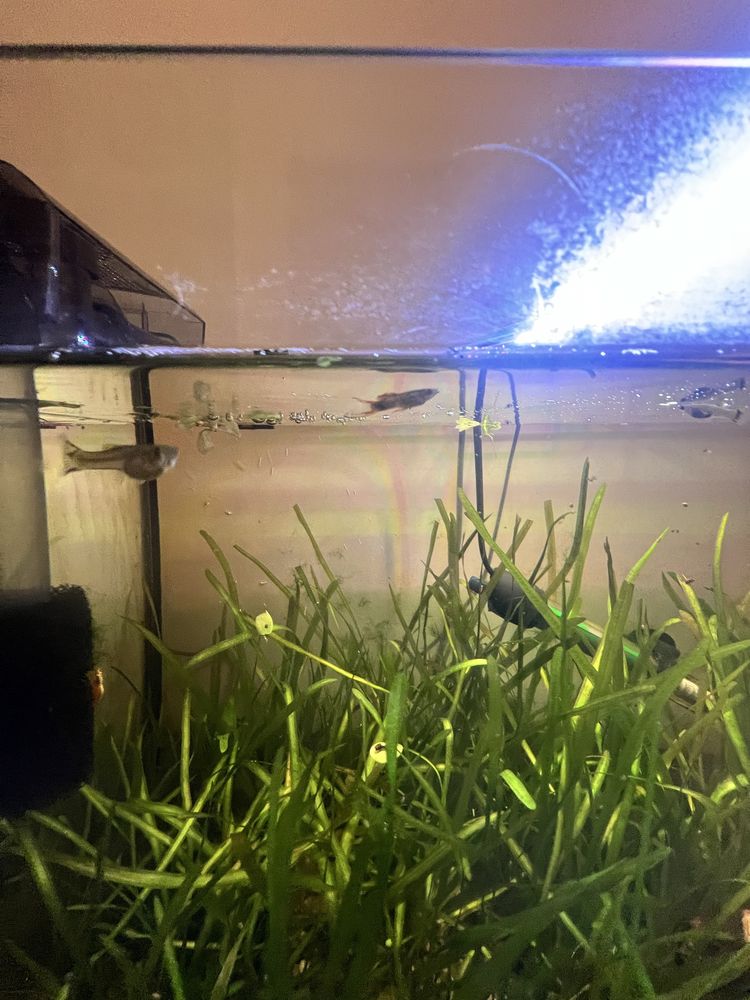 Juvenis e Alevinos de Endler/Guppy