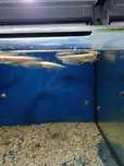 Arowana Silver Albino - RARYTAS Ostatnia SZTUKA!!